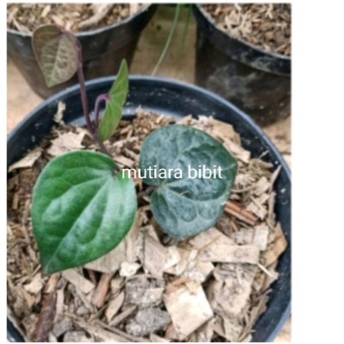 Terlaris New Bibit Tanaman Sirih Hitam Wulung