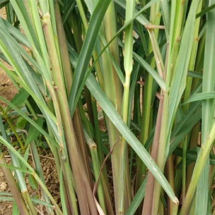 

Terlaris Penangkal Nyamuk Dan Lalat ( Bibit Sereh Wangi)