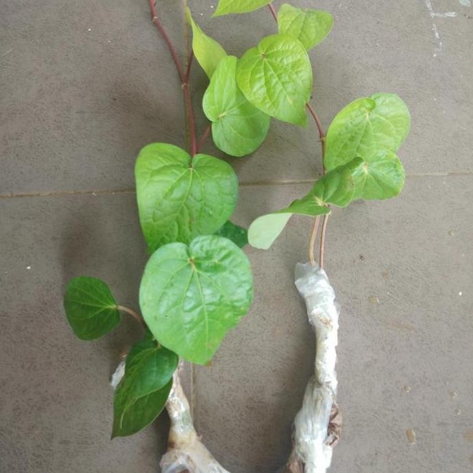 

Terlaris Bibit Tanaman Sirih Hijau Herbal Organik( P= 30Cm Dan Berakar )