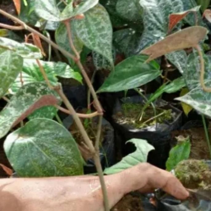 

Terlaris Bibit Sirih Merah Super Obat Herbal..