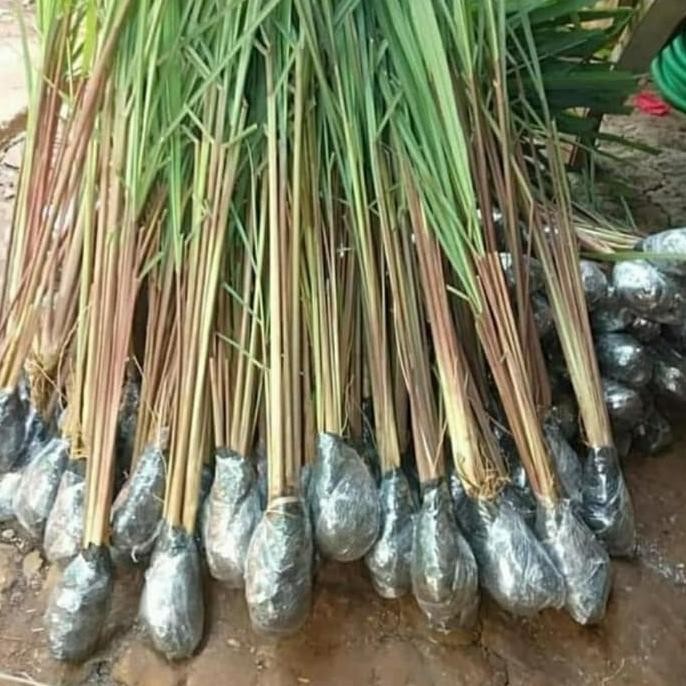 

Terlaris Pohon Sereh Merah / Pohon Sereh Wangi - Bibit Tanaman Sereh