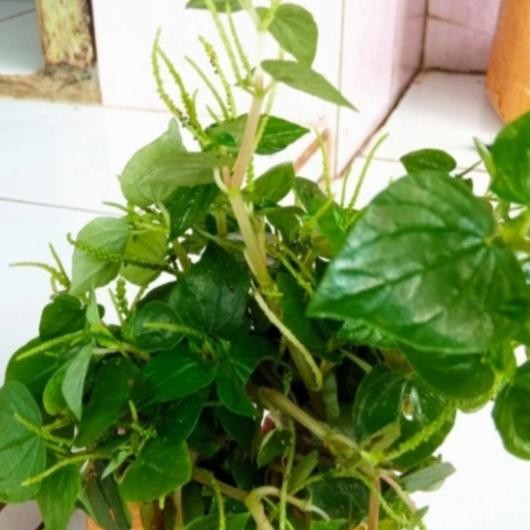 

Terlaris Bibit Tanaman Sirih Cina-Ketumpang Air-Daun Suruhan Per Batang