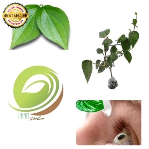 

Terlaris Promo Bibit Daun Sirih Hijau-Tanaman Pohon Herbal Limited
