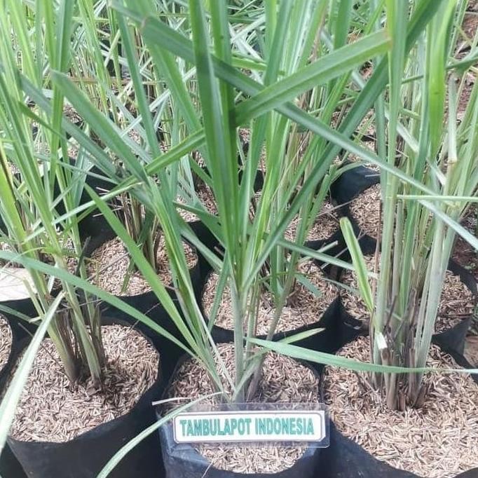 

Terlaris Ankn Bibit Sereh Wangi Tanaman Herbal Bumbu Masak Daun Sereh Pohon Sereh