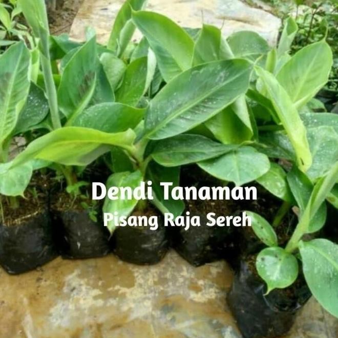

Terlaris Bibit Pohon Pisang Raja Sereh / Buah Pisang Raja 00222 A Atz