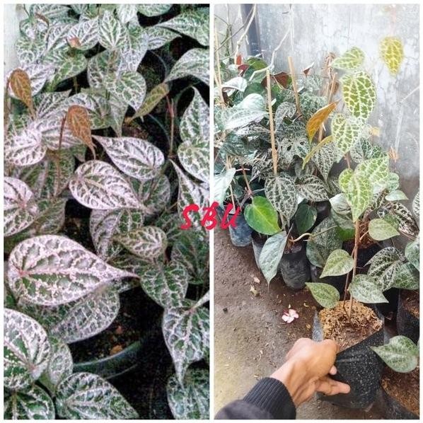 

Terlaris Bibit Tanaman Herbal Sirih Merah Banyak Manfaat