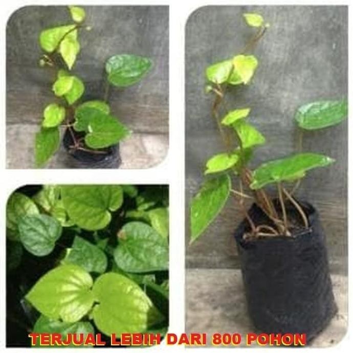 

Terlaris Bibit Tanaman Obat Daun Sirih Hijau Pohon Sirih Ijo Tanaman Herbal