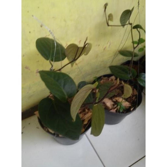 

Terlaris Bibit Sirih Hitam Atau Sirih Hideung Wmieyj 4350Ys