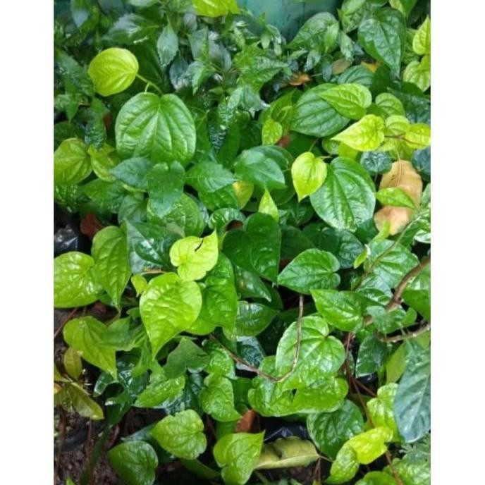 

Terlaris Bibit Tanaman Daun Sirih Hijau (Obat Herbal) Murah Yowbwu 9648Hp