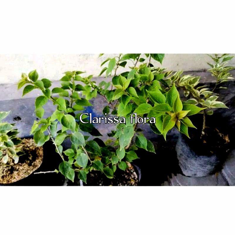 Ready Tanaman Hias  Bougenville Ice Cream Sakura Bunga Kertas