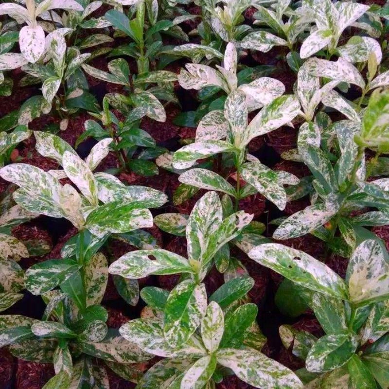 Tanaman Hias Asoka Variegata