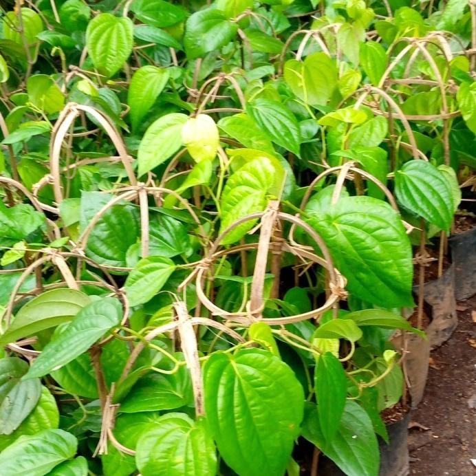 

Terlaris Sirih Hijau Rimbun-Tanaman Pohon Sirih-Daun Sirih Hijau-Bibit Sirih