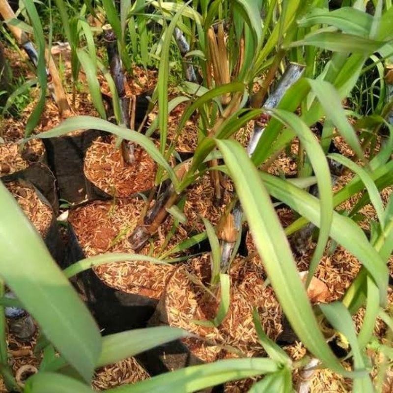 Tanaman Termurah/ Tebu Ireng -Tanaman Tebu Hitam