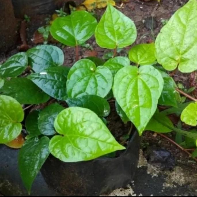 

Terlaris Bibit Tanaman Daun Sirih Hijau