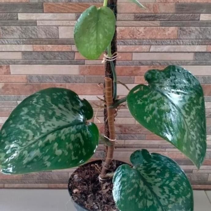 

Terlaris Promo Bibit Sirih Gading Scindapsus Silver Jumbo (Bonggol/Batang)