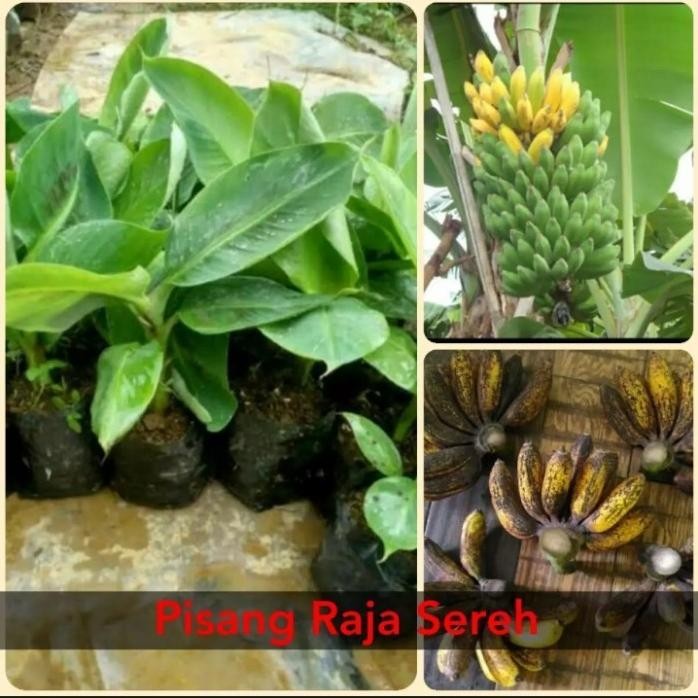 

Terlaris Bibit Pohon Pisang Raja Sereh Super Supeerr
