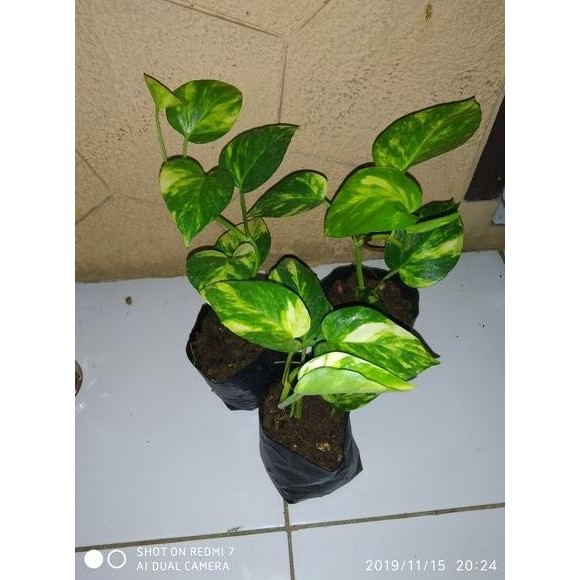 

Terlaris Tanaman Sirih Gading Bibit Sirih Belanda Hias