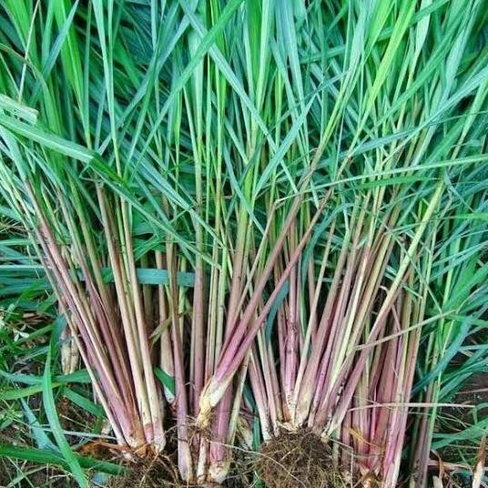 

Terlaris Bibit Tanaman Sereh Merah