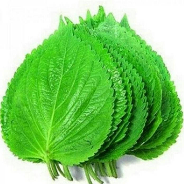 

Terlaris Perila Leaf Fresh - Daun Wijen Muda Untuk Bungkusan Bbq 100Gr