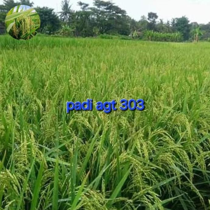 

Terlaris Benih Bibit Padi Agt 303 5Kg