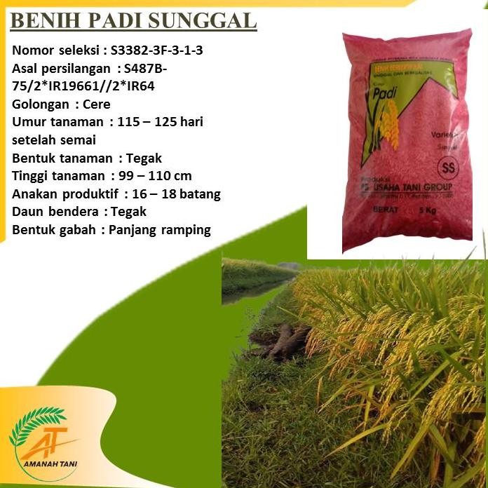 

Terlaris Benih Padi Sunggal 5Kg