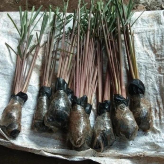 

Terlaris Bibit Pohon Sereh Merah / Sereh Wangi / Isi 3 Biji