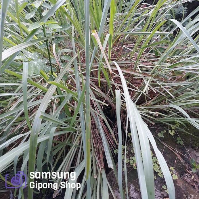 

Terlaris Bibit Serai Sereh Sere Bumbu Masak Dapur Rempah Rempah