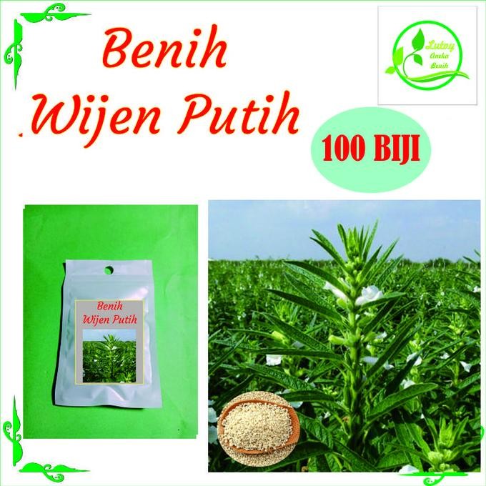

Terlaris Benih Wijen Putih Isi 100 Biji
