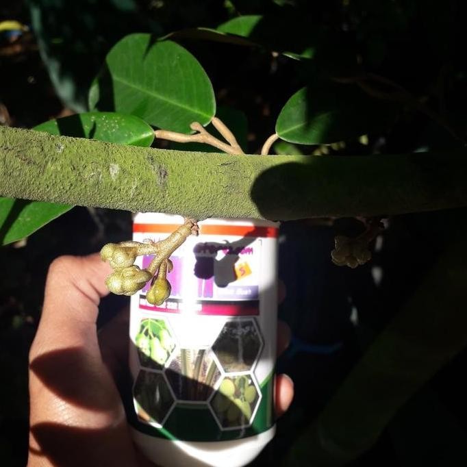 

Terlaris Pupuk Npk Cair 838 250Ml