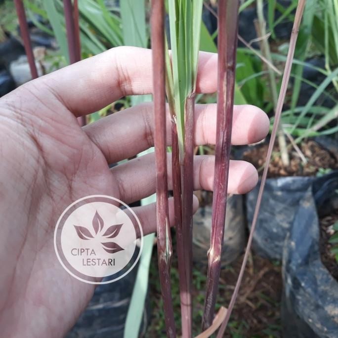

Terlaris Obrall Bibit Tanaman Sereh Wangi Merah Bibit Serai Minyak Pohon Serai