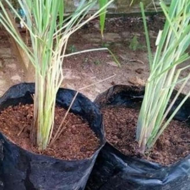 

Terlaris Pohon Sereh Putih -Bibit Tanaman Sereh Sayur -Bibit Sereh Masak