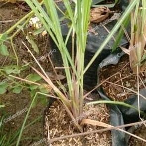 

Terlaris Bibit Tanaman Sereh Hidup Lemon Grass Real Plant Bonus Pot Murah
