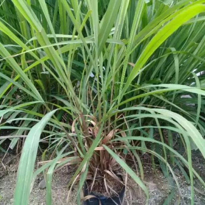 

Terlaris Bibit Serai Merah Serai Urut Sereh