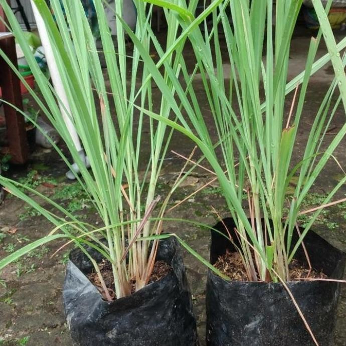 

Terlaris Bibit Tanaman Sereh Serai Wangi Merah Bumbu Masak A