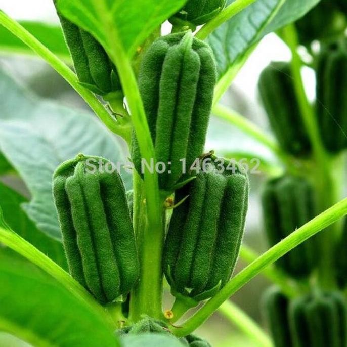 

Terlaris 200 Benih Biji Wijen Hitam Bibit Unggul