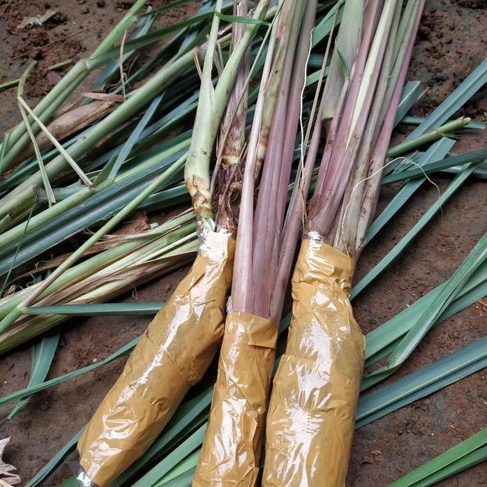 Terlaris Bibit Serai Hitam / Sereh Wulung / Serai Wulung