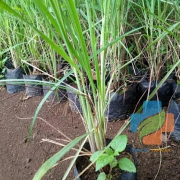 

Terlaris Bibit Sereh Wangi