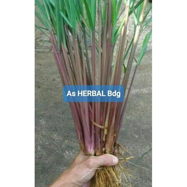 

Terlaris Bibit Sereh Merah Sereh Wangi Serai Merah Serai Wangi 50 Ertjcb 8447Uw