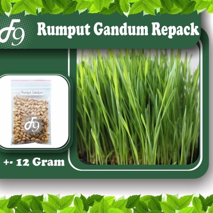 

Terlaris Benih Bibit Rumput Gandum - Wheat Grass - Rumput Kucing Murah Repack
