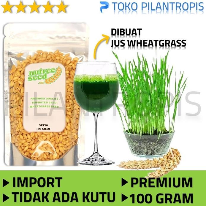 

Terlaris Benih Rumput Gandum Untuk Kucing 100Gr Bibit Cat Grass Microgreen Seed