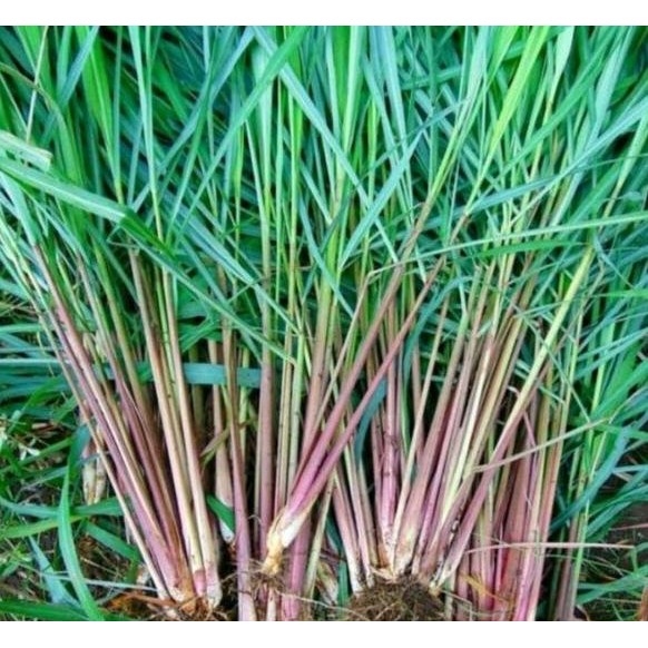 

Terlaris Bibit Sereh Wanggi