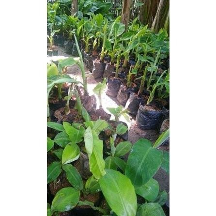 

Terlaris Bibit Pisang Raja Sereh Super Ahwomk 6415Vg