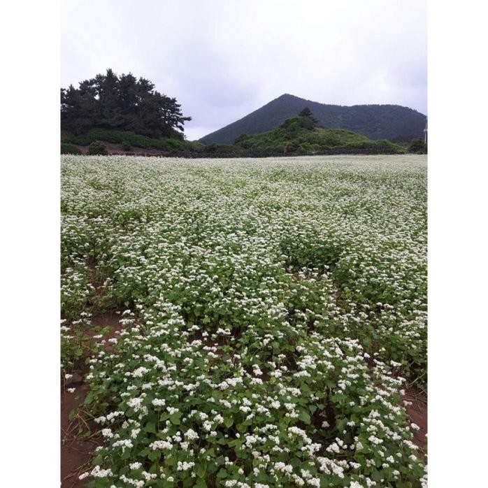 

Terlaris Seedcenter 5 Gram Benih Biji Buckwheat Soba Gandum Kuda Common Beech