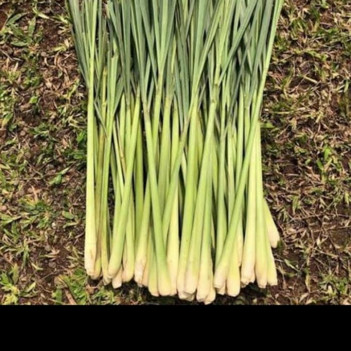 

Terlaris Bibit Serai Wangi - Sereh Wangi