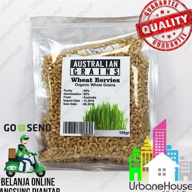 

Terlaris Benih Wheat Berries Wheat Grass Organic Import Rumput Gandum Organik