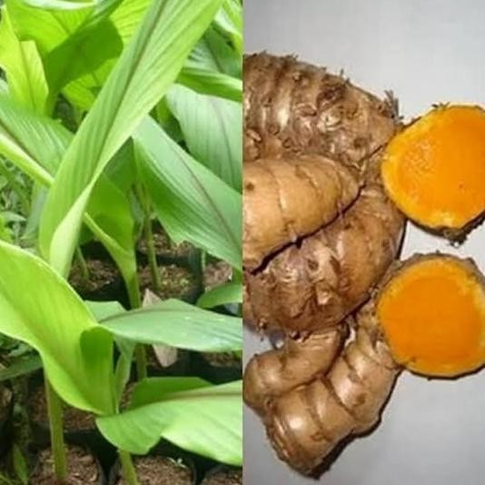 

Terlaris Bibit Temulawak Herbal