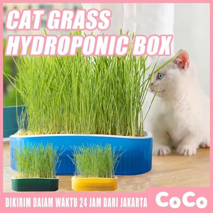 

Terlaris Free 80G Seed Pot Rumput Kucing Wadah Tanam Benih Gandum Wheatgrass Cat Grass Planter Seed Kit