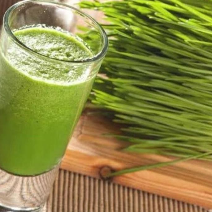 

Terlaris Ready Murah Bibit Rumput Gandum Wheatgrass | Benih Rumput Gandum