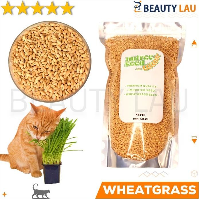 

Terlaris Benih Wheatgrass 1Kg Bibit Rumput Gandum Untuk Kucing Biji Wheat Grass