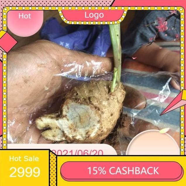 

Terlaris Bibit Temu Hitam Temulawak Hitam